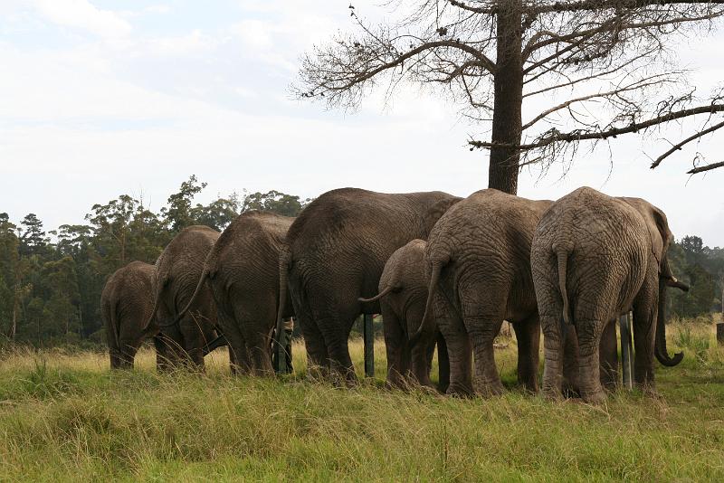 Elephant Sanctuary (22).jpg